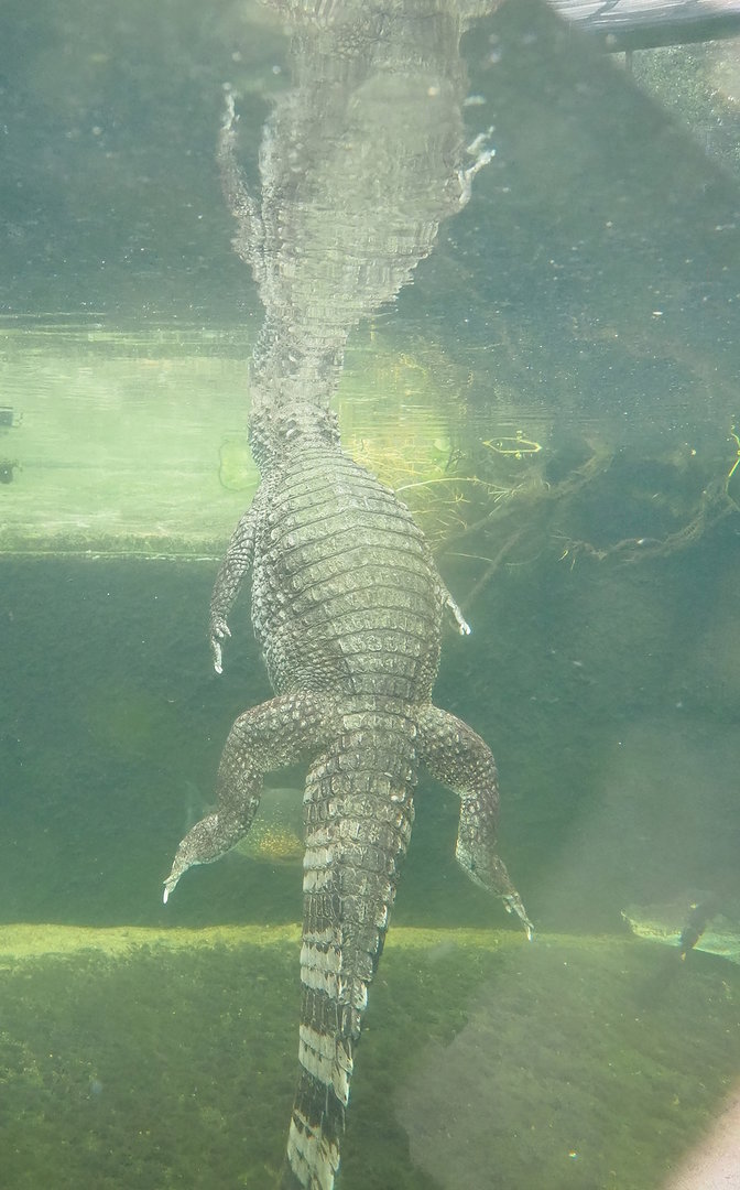 Spectacled caiman (Caiman crocodilus) under water, 2022-10-09