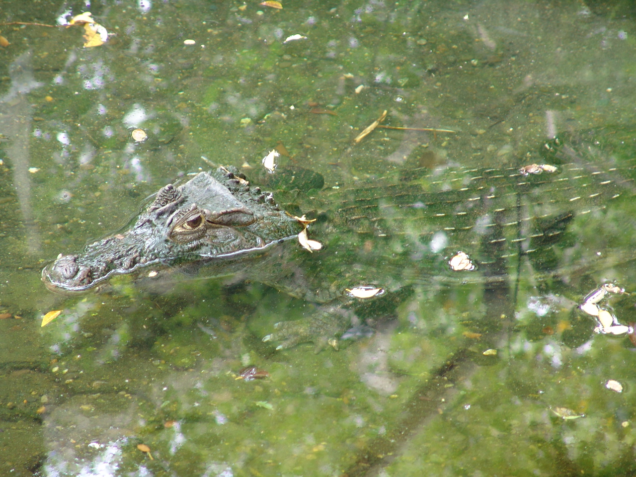 Spectacled Caiman (Caiman crocodilus)