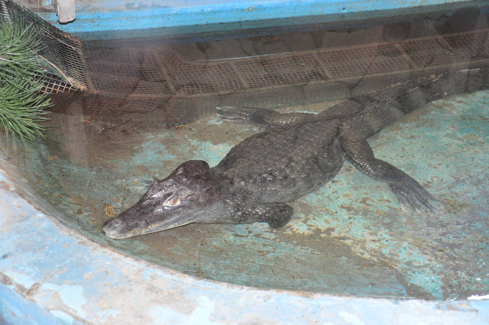 Spectacled caiman/ Caiman crocodilus