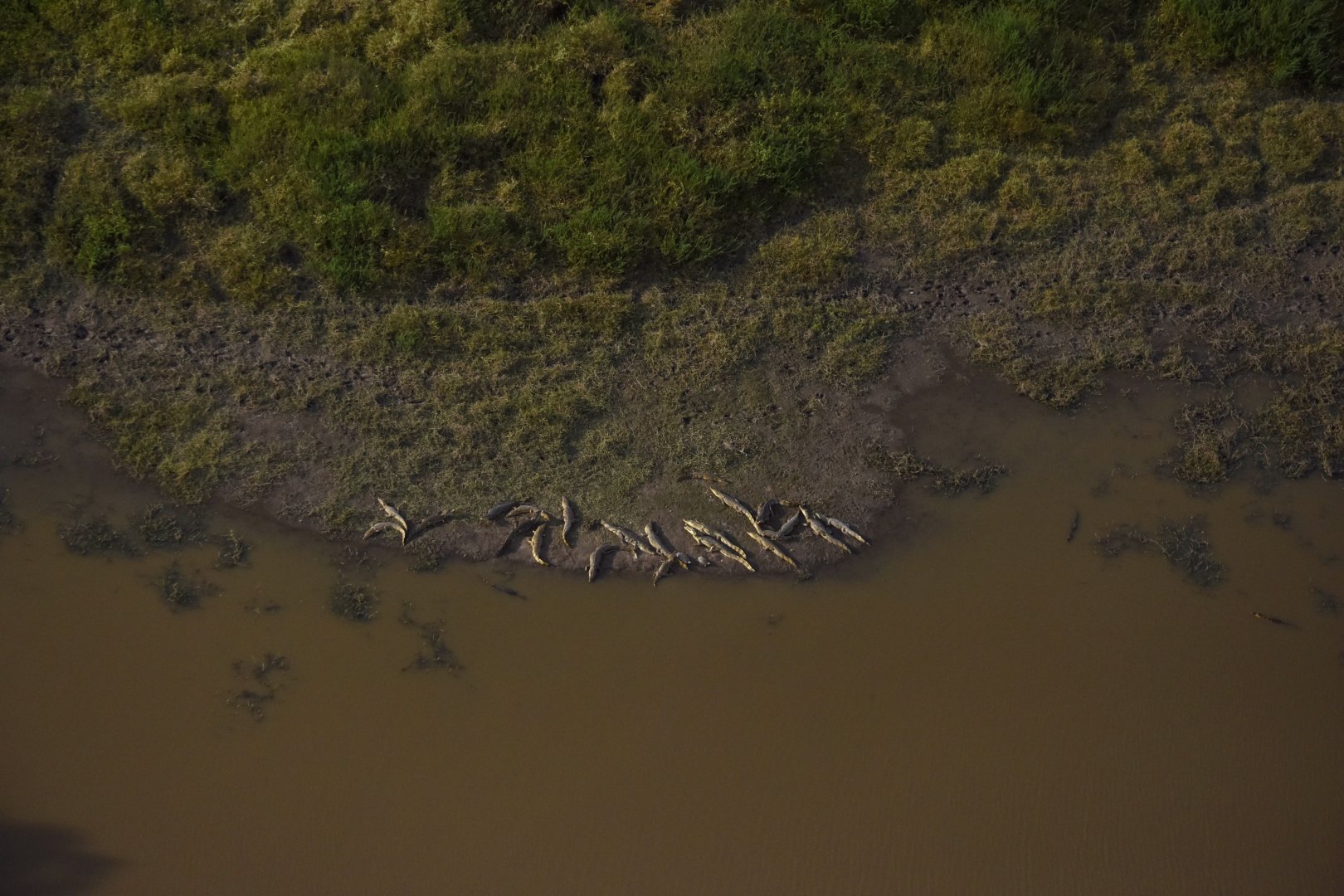 Spectacled caiman (Caiman crocodilus)
