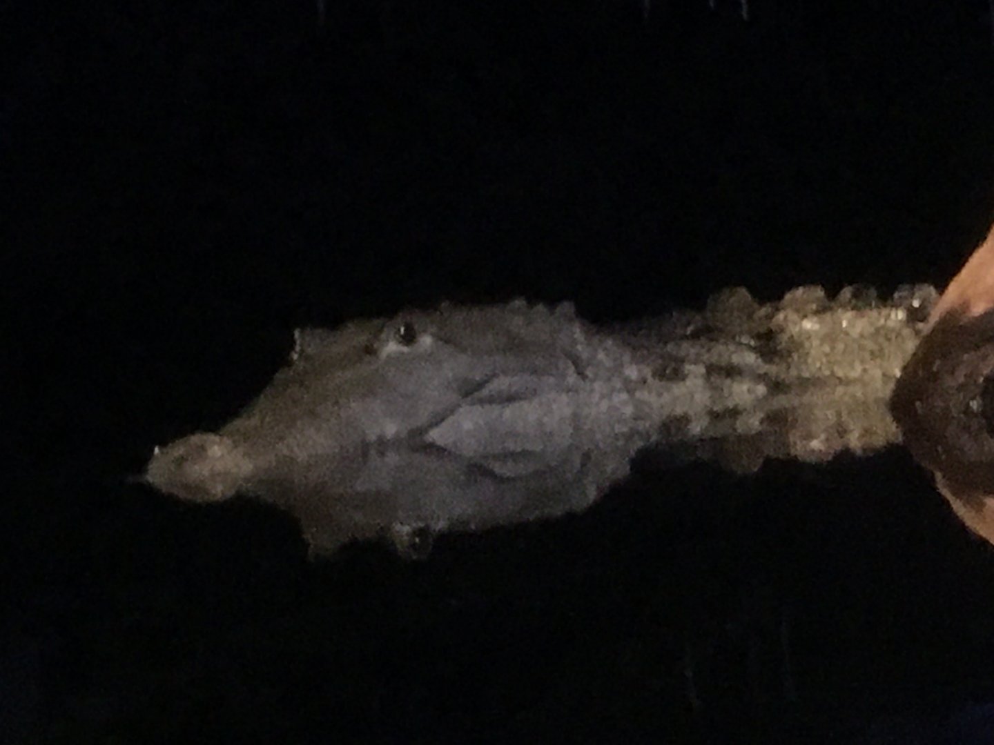 Spectacled Caiman (Caiman crocodilus)