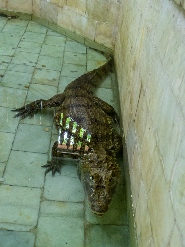 Spectacled caiman / Caiman crocodilus