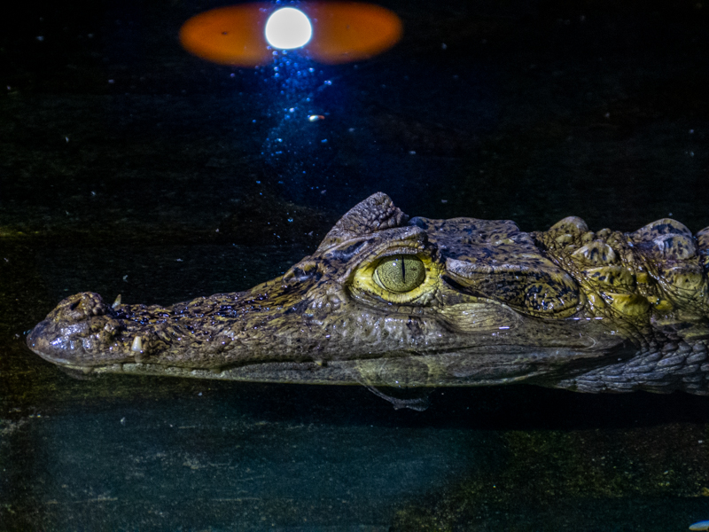 spectacled caiman (Caiman crocodilus)