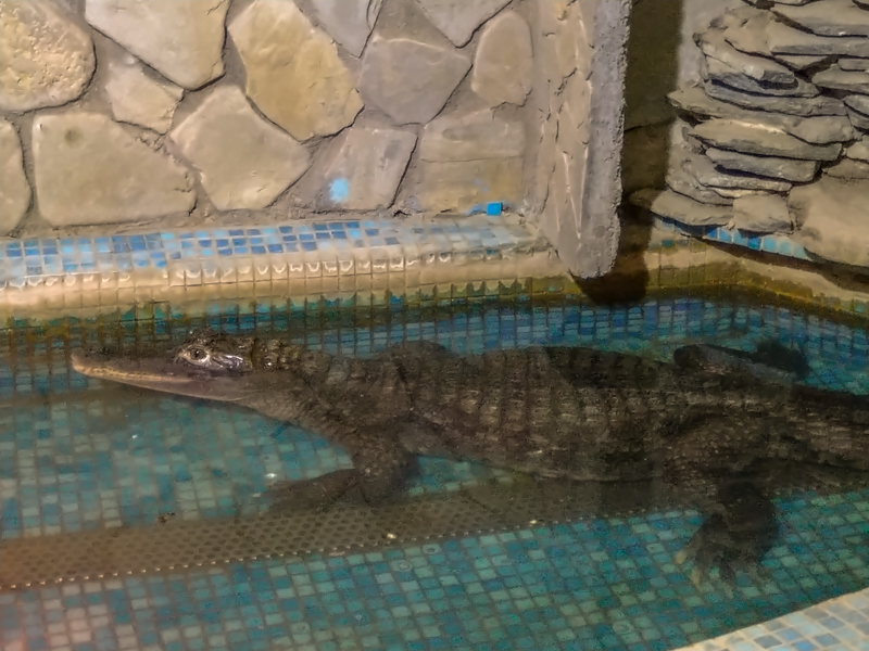 Spectacled caiman (Caiman crocodilus)