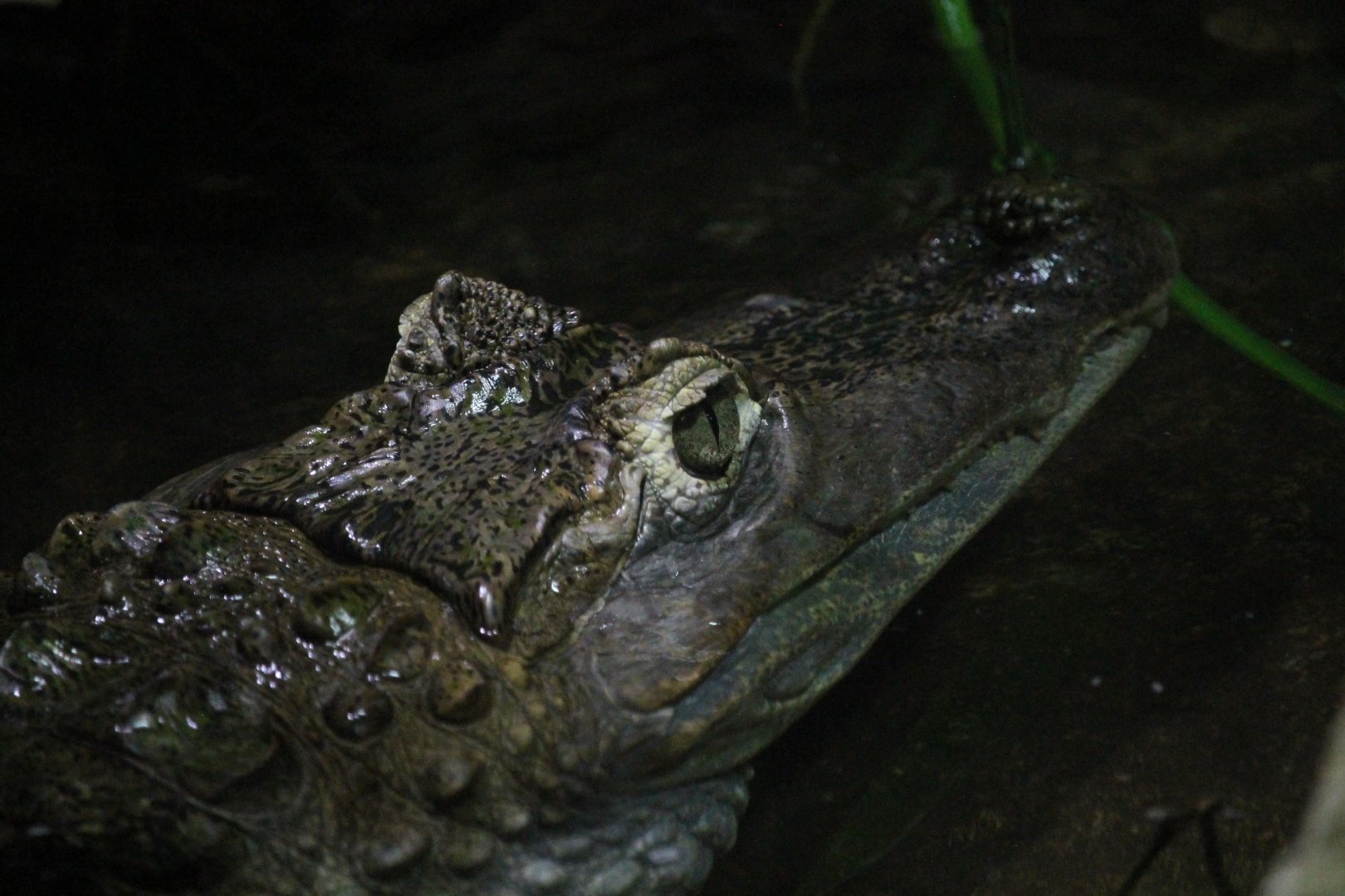 Spectacled Caiman (Caiman crocodilus)