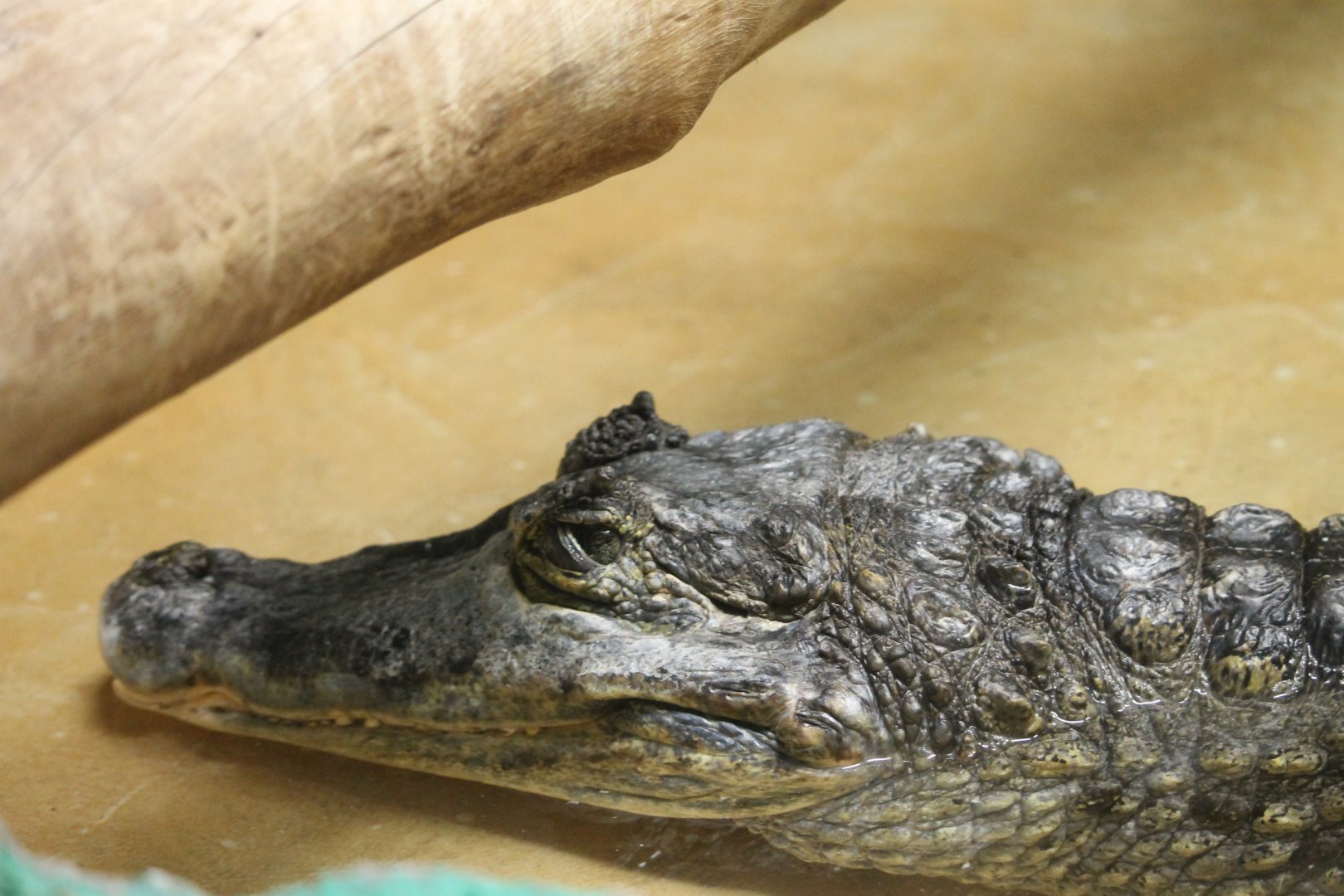 Spectacled Caiman (Caiman crocodilus)