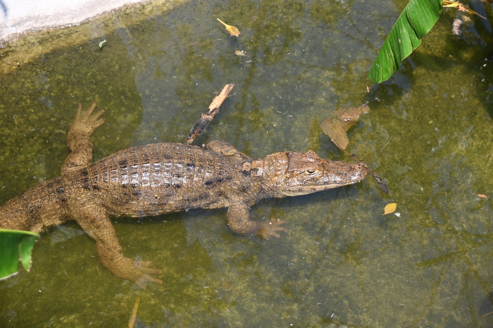 Spectacled caiman (Caiman crocodilus)