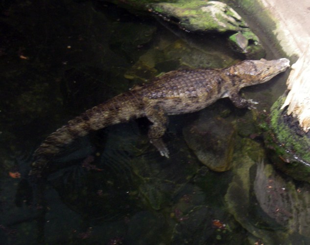 Spectacled Caiman (Caiman crocodrilus)