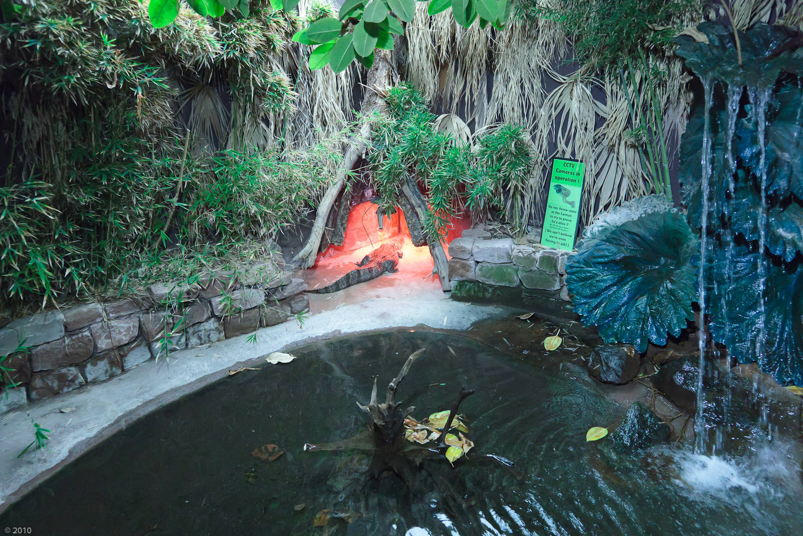 Spectacled Caiman - Closing Day - 05/09/2010