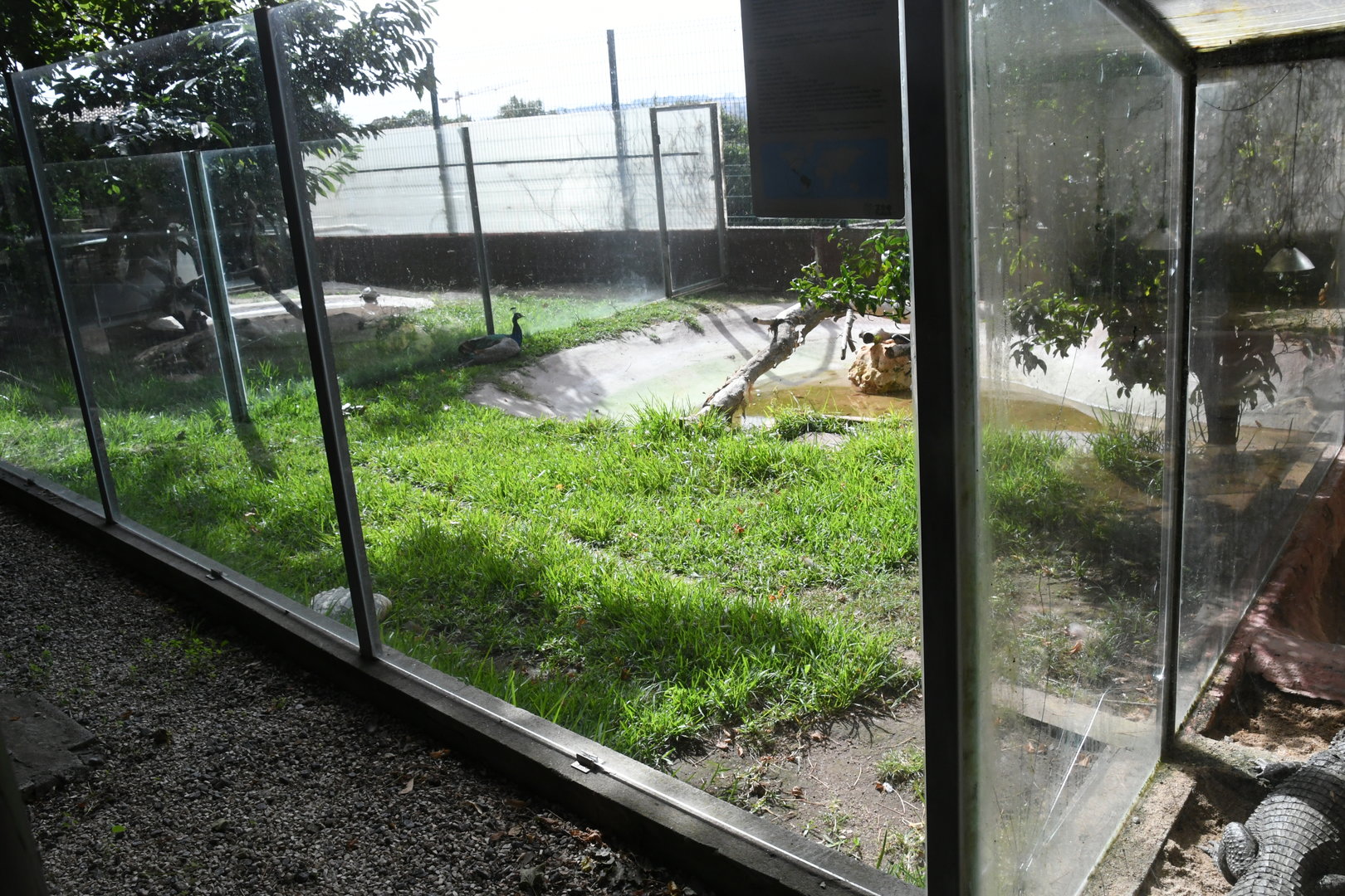 Spectacled Caiman/Common Snapping Turtle pen