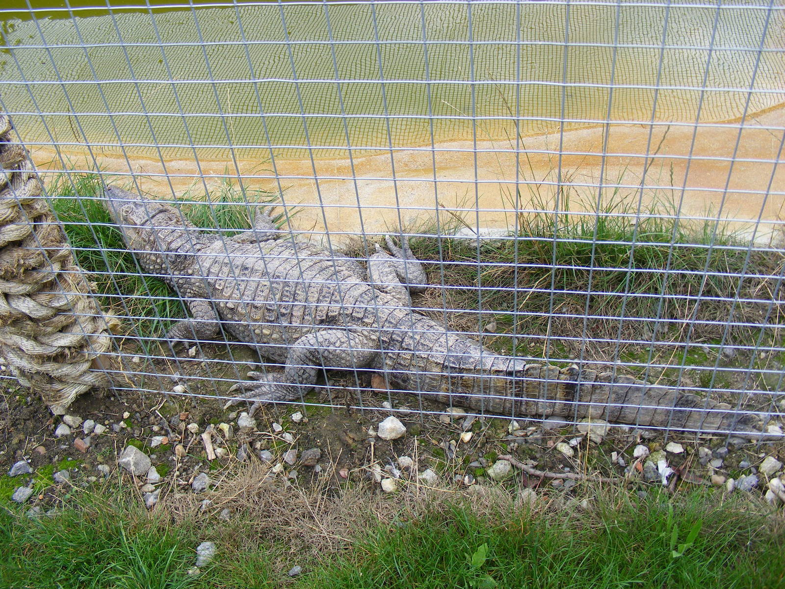 Spectacled Caiman crocodile at Wingham Wildlife Park, 15 August 2010