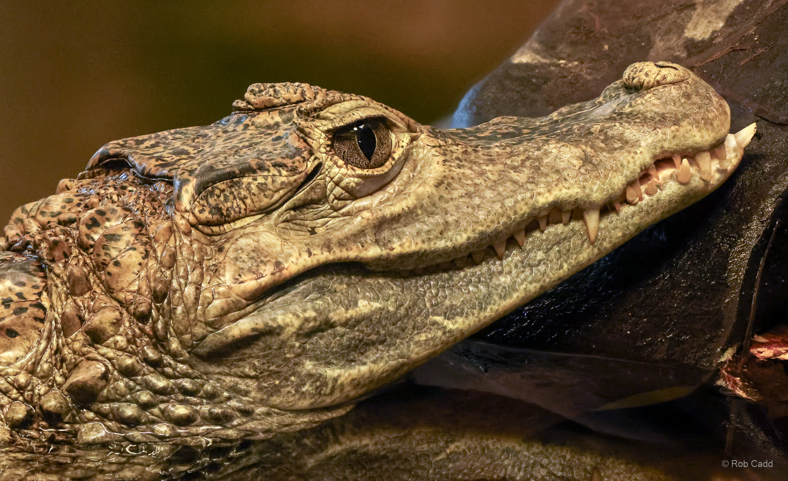 Spectacled caiman : Crocodiles of the World : 05 Jul 2024
