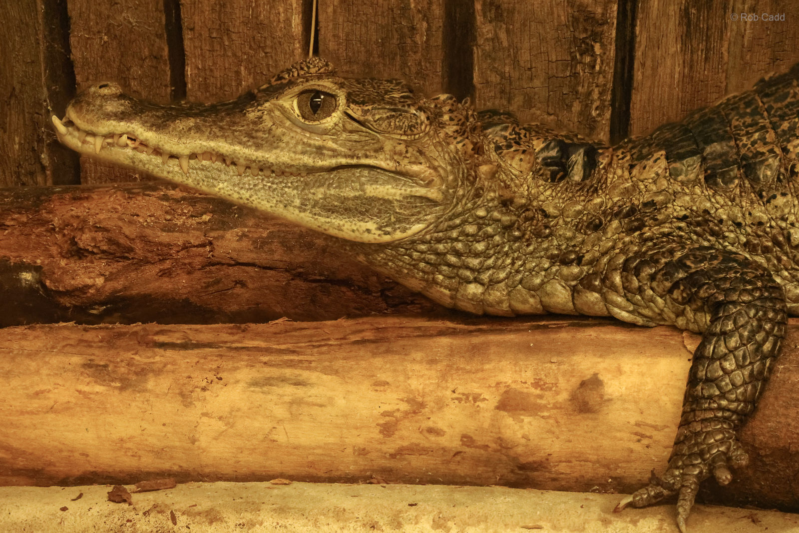 Spectacled caiman : Crocodiles of the World : 07 Jun 2024