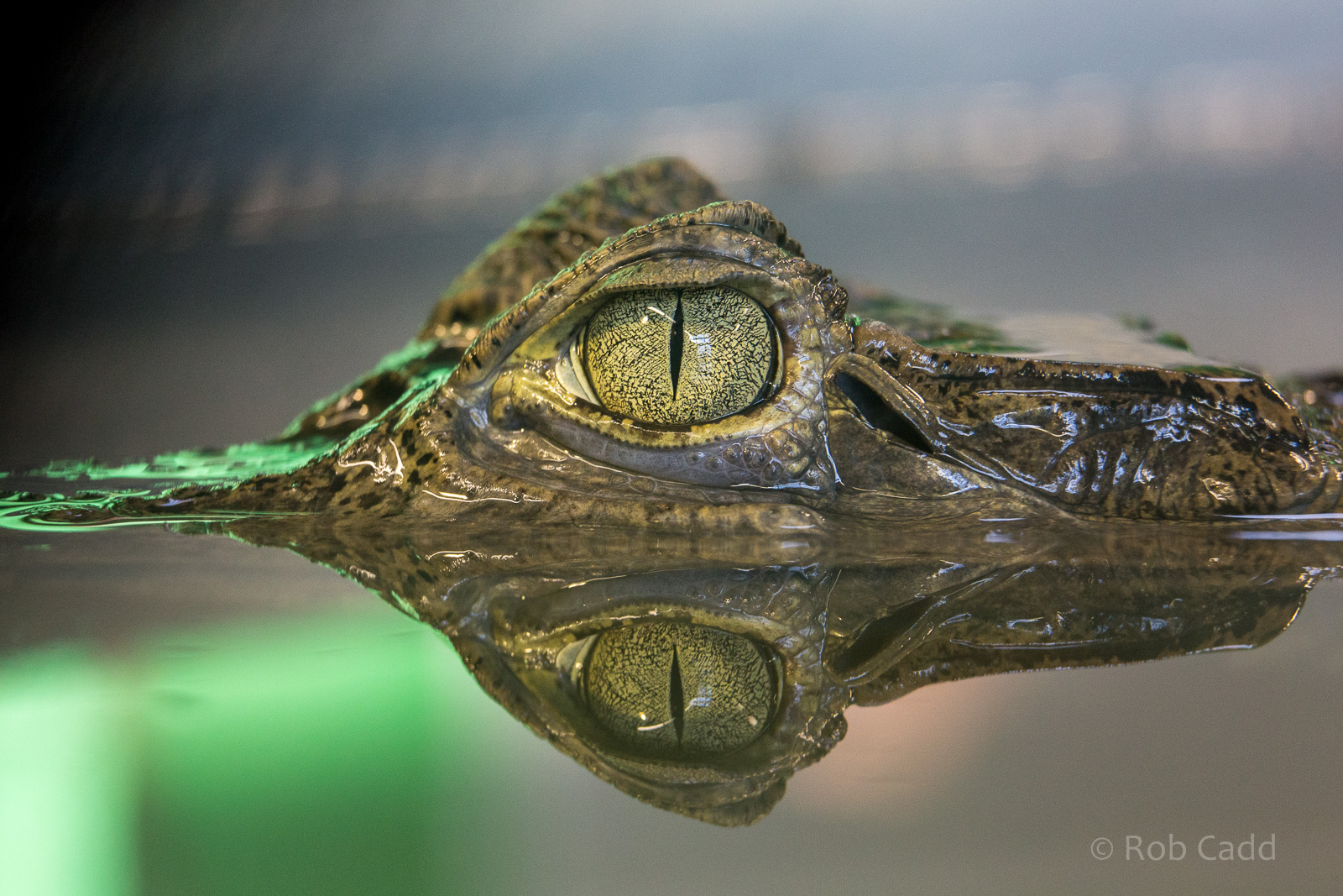 Spectacled caiman : Crocodiles of the World : 14 Nov 2014