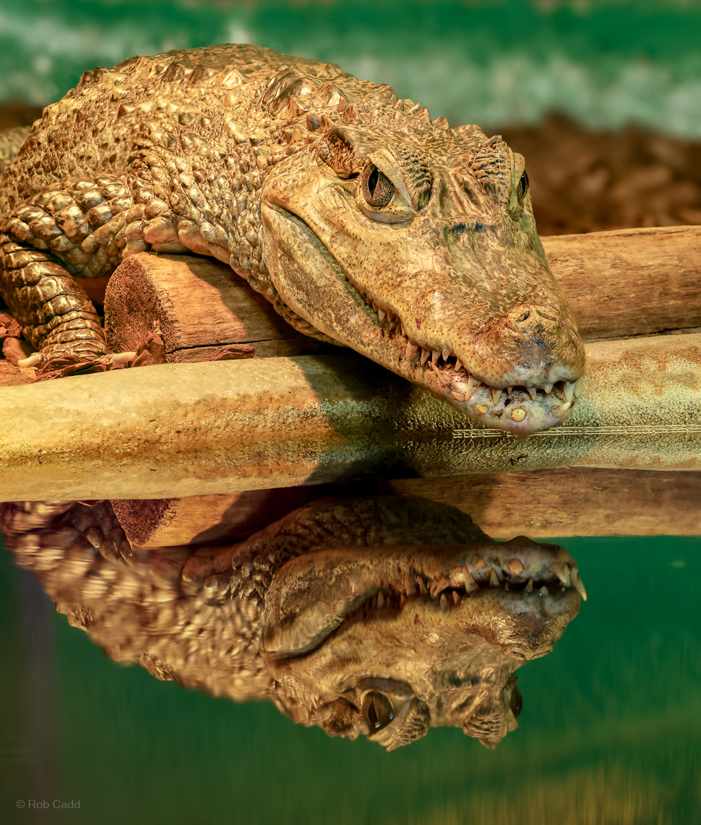 Spectacled caiman : Crocodiles of the World : 23 Aug 2025