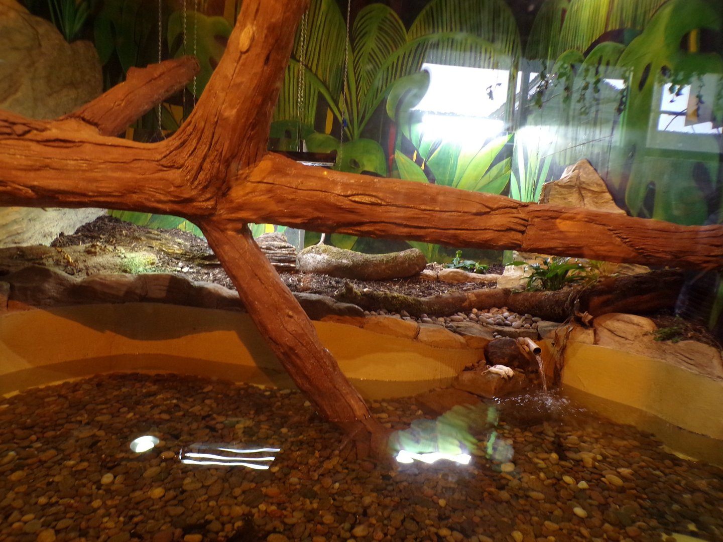 Spectacled caiman enclosure 1.1.23