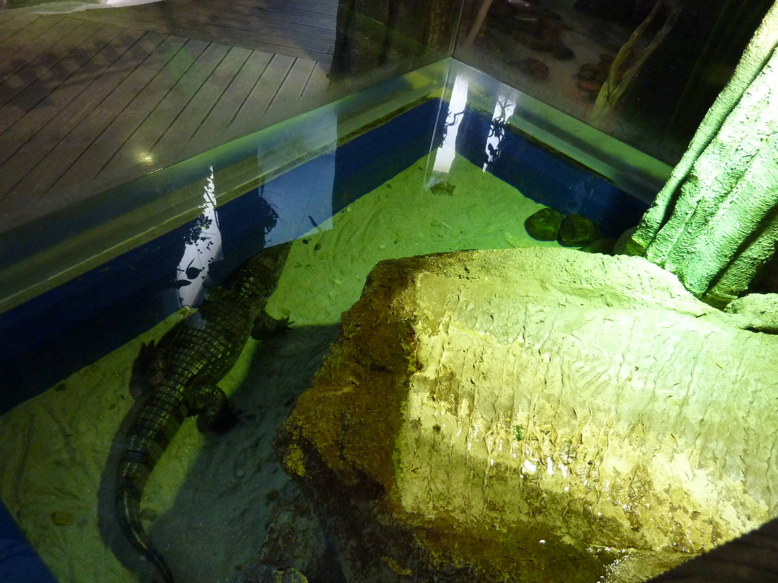 Spectacled caiman enclosure, 10th April 2012