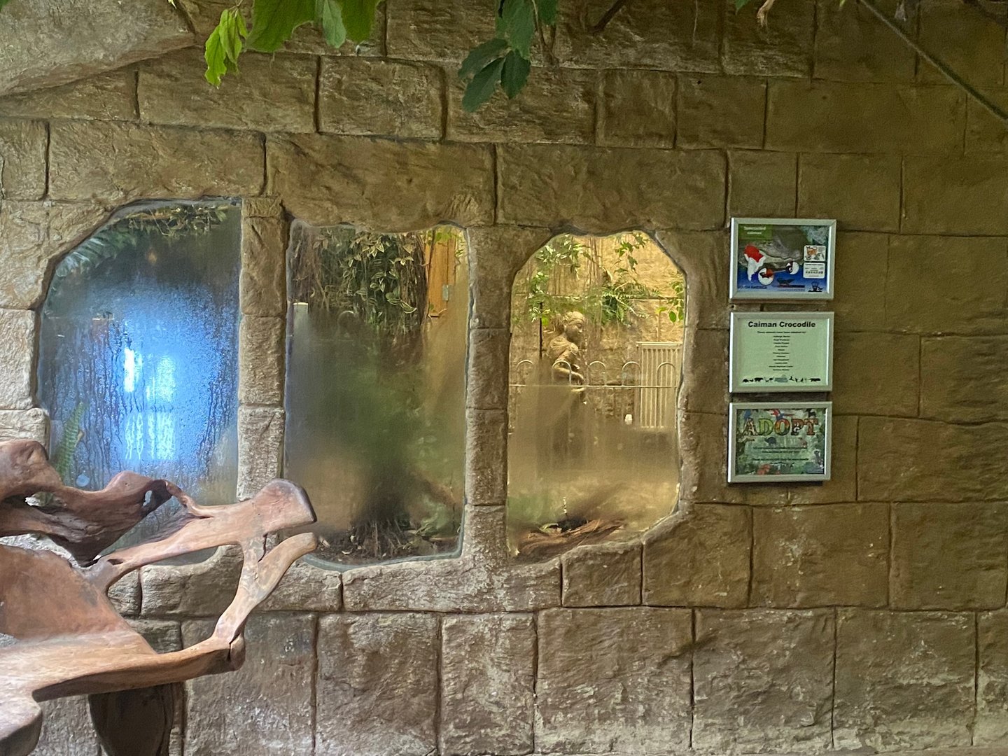 Spectacled caiman enclosure 140923