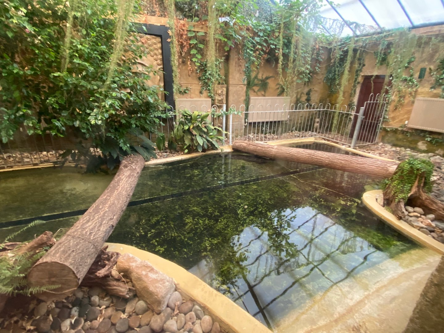 Spectacled caiman enclosure 140923