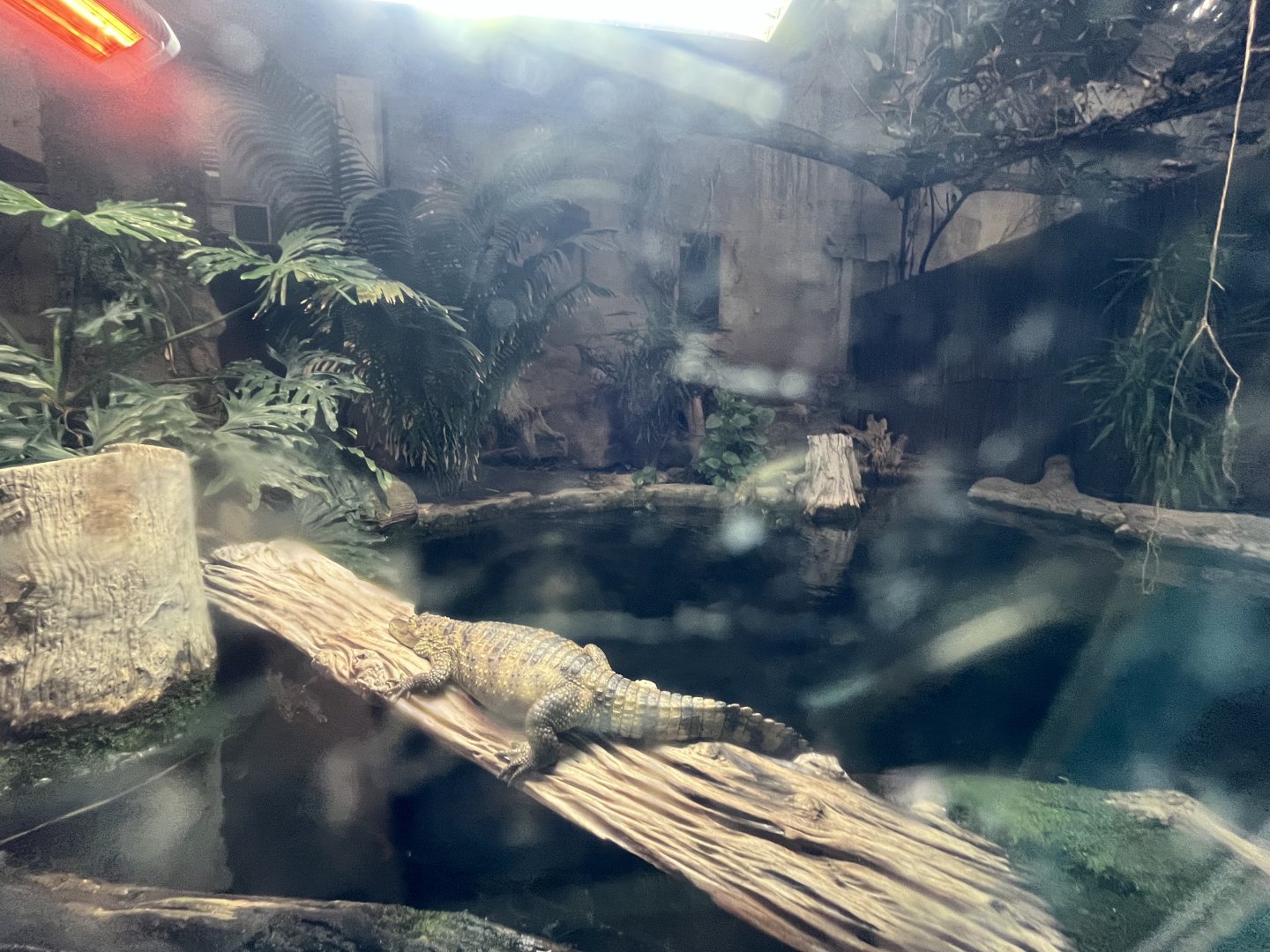 Spectacled caiman enclosure 29.6.24