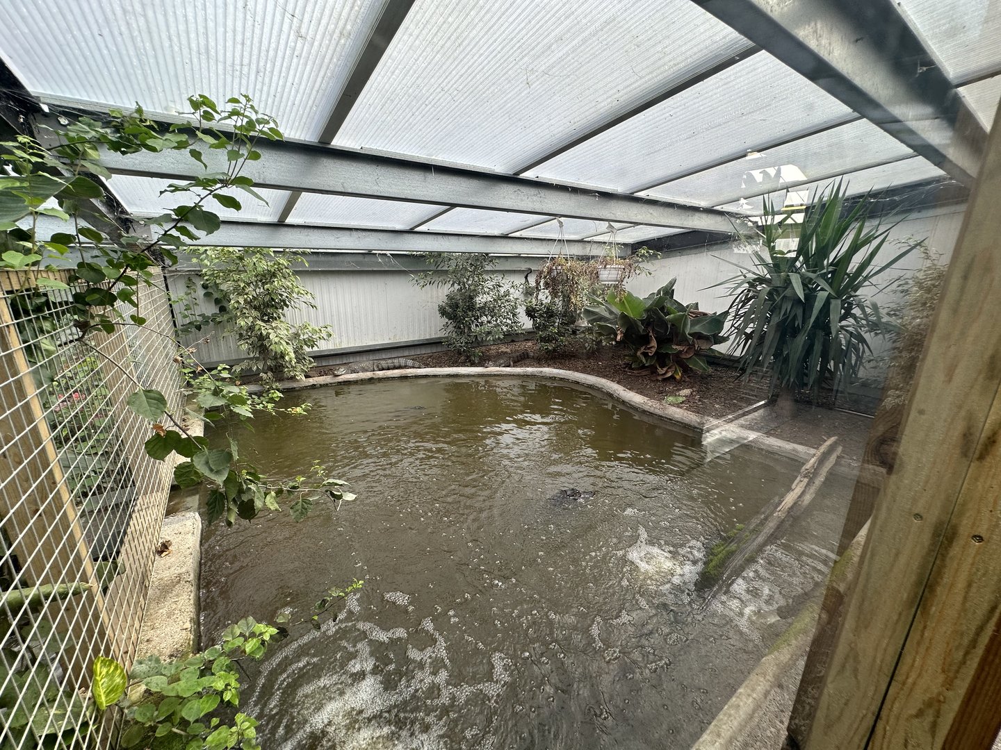Spectacled Caiman Enclosure at Johnsons of Old Hurst (October 2023)
