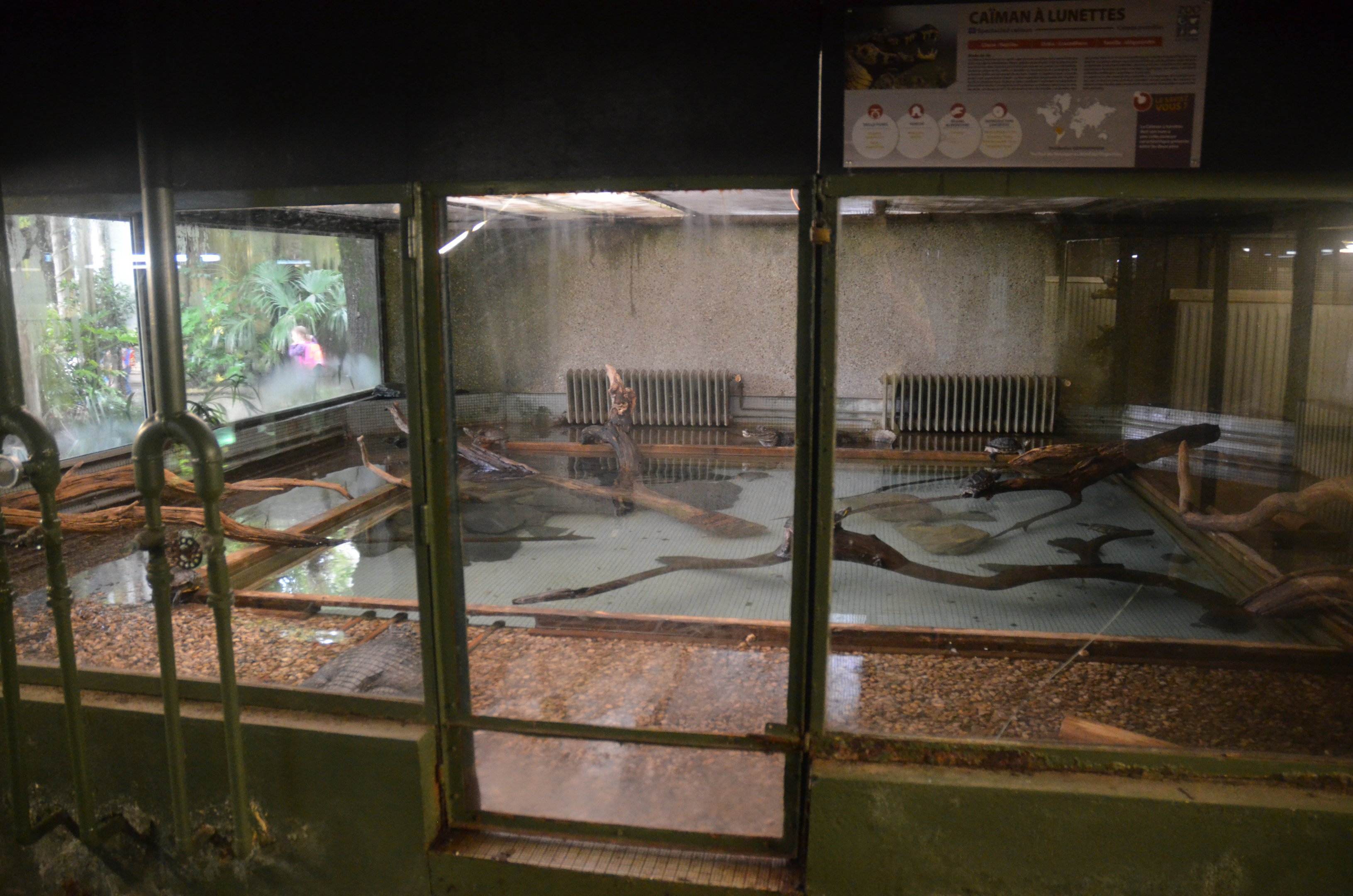 Spectacled Caiman Enclosure at La Flèche, 11/06/18