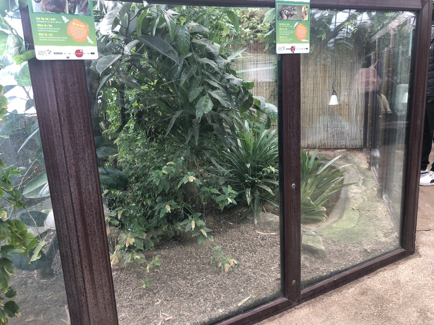 Spectacled Caiman Enclosure at Tropical Butterfly House (March 2023)