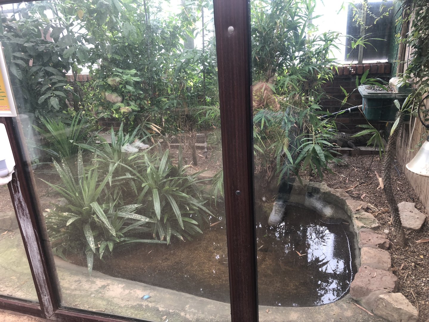 Spectacled Caiman Enclosure at Tropical Butterfly House (March 2023)