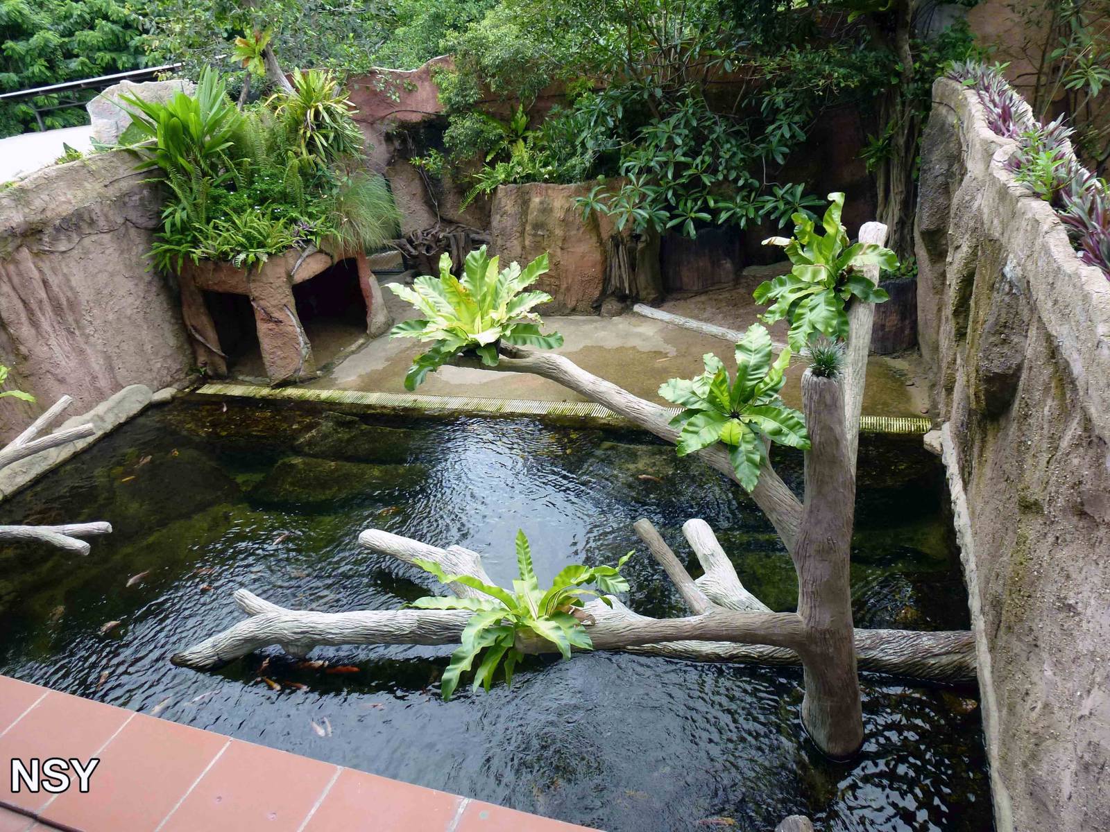 Spectacled caiman enclosure, June 2013.