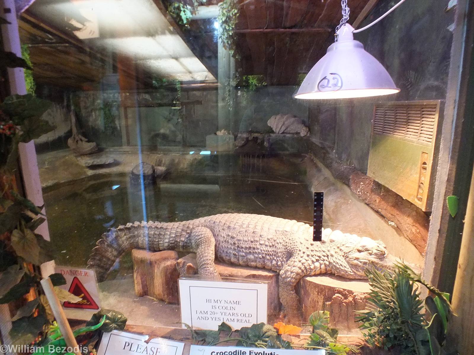 Spectacled Caiman Enclosure