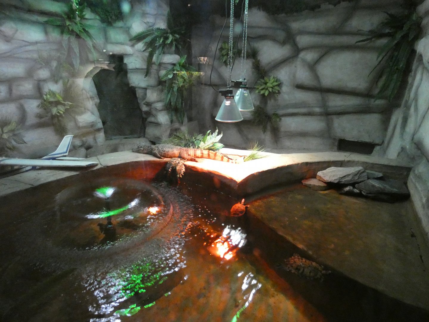 Spectacled Caiman enclosure