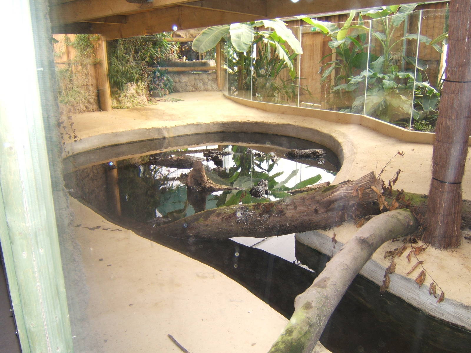 Spectacled Caiman enclosure