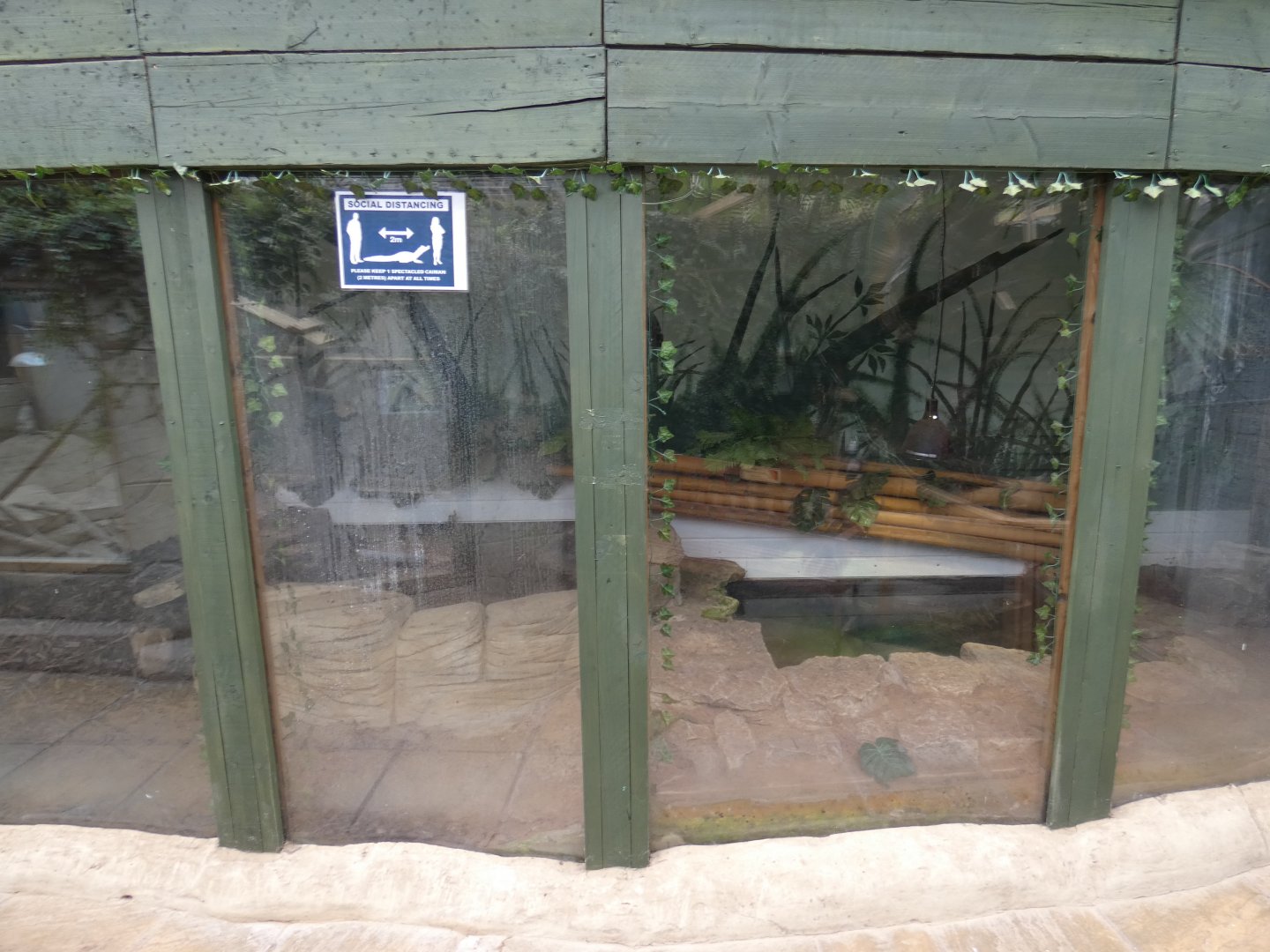 Spectacled caiman enclosure