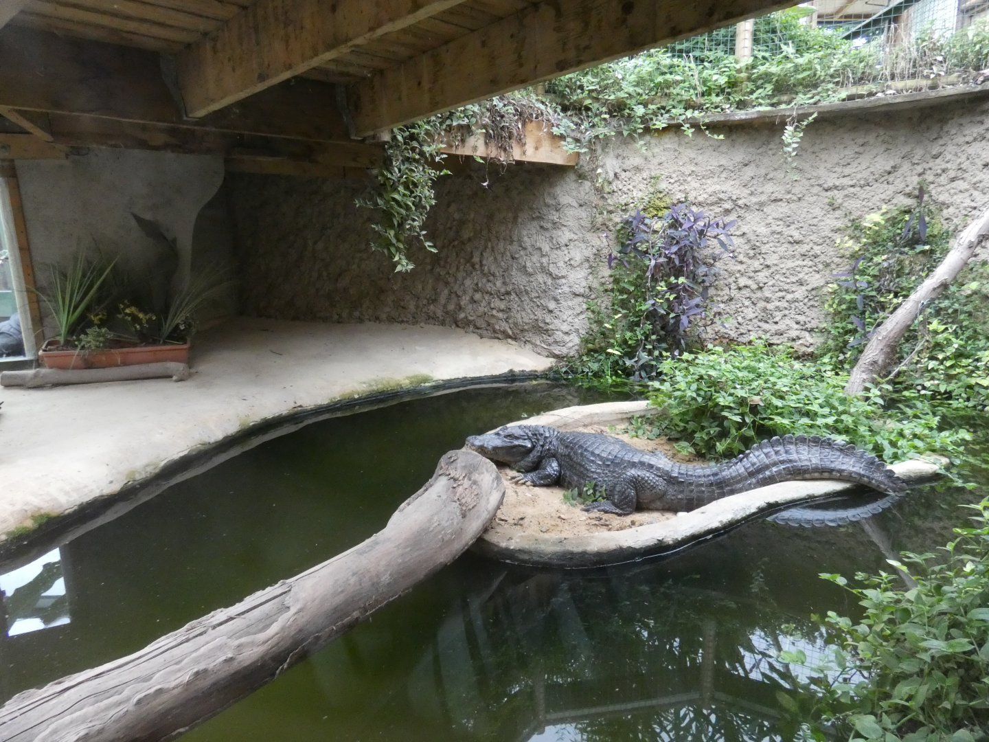 Spectacled caiman enclosure