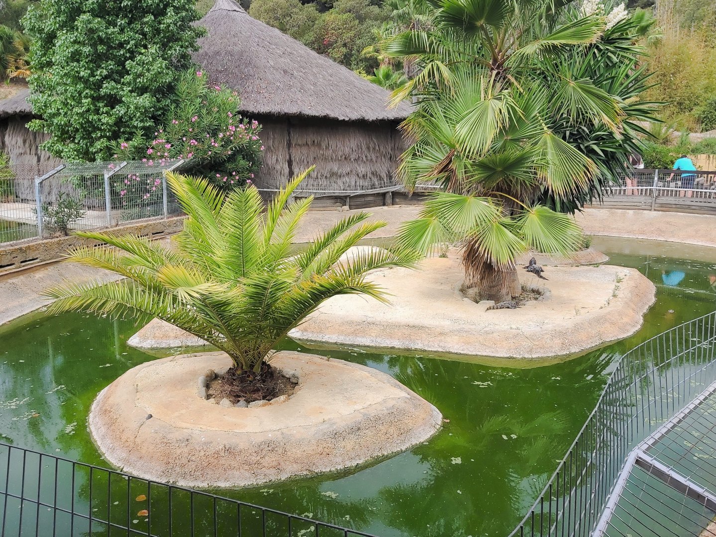Spectacled caiman enclosure