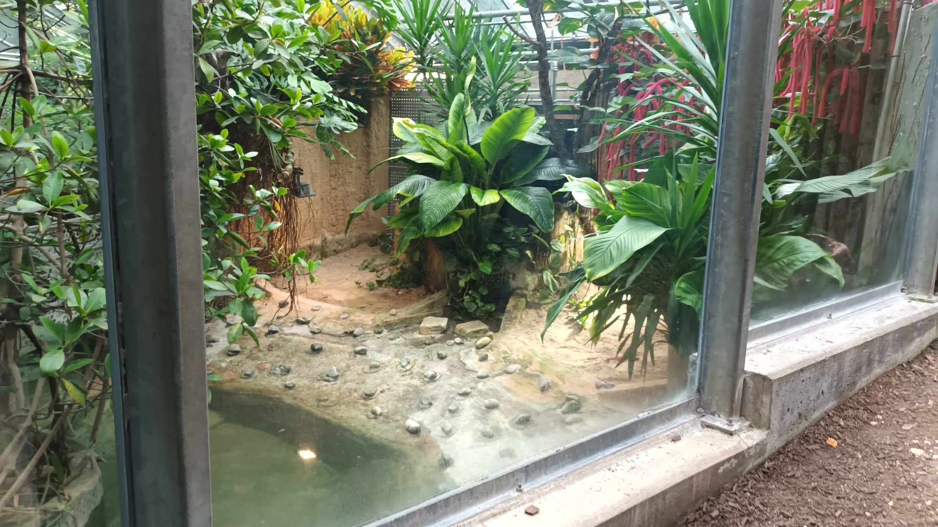 Spectacled Caiman Enclosure