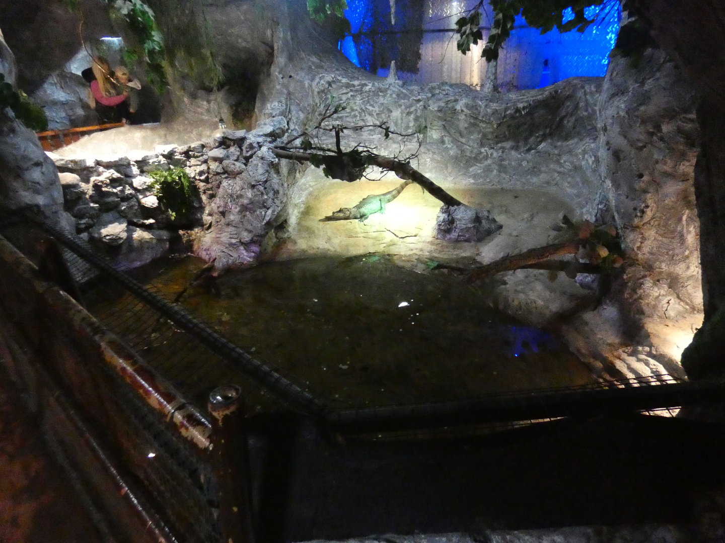 Spectacled caiman enclosure