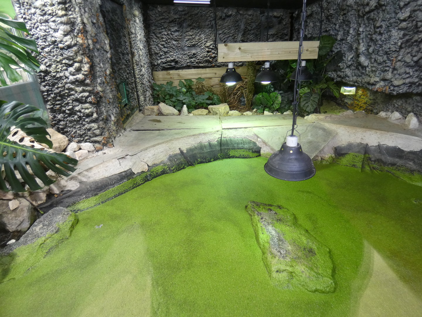 Spectacled caiman enclosure