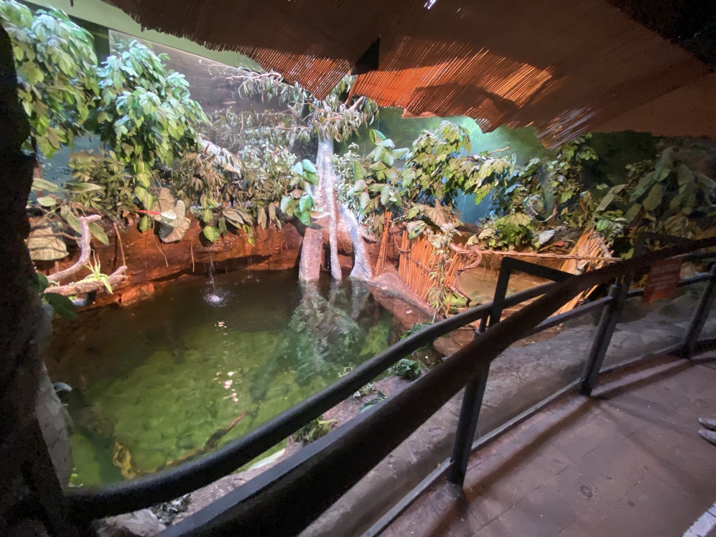 Spectacled caiman enclosure