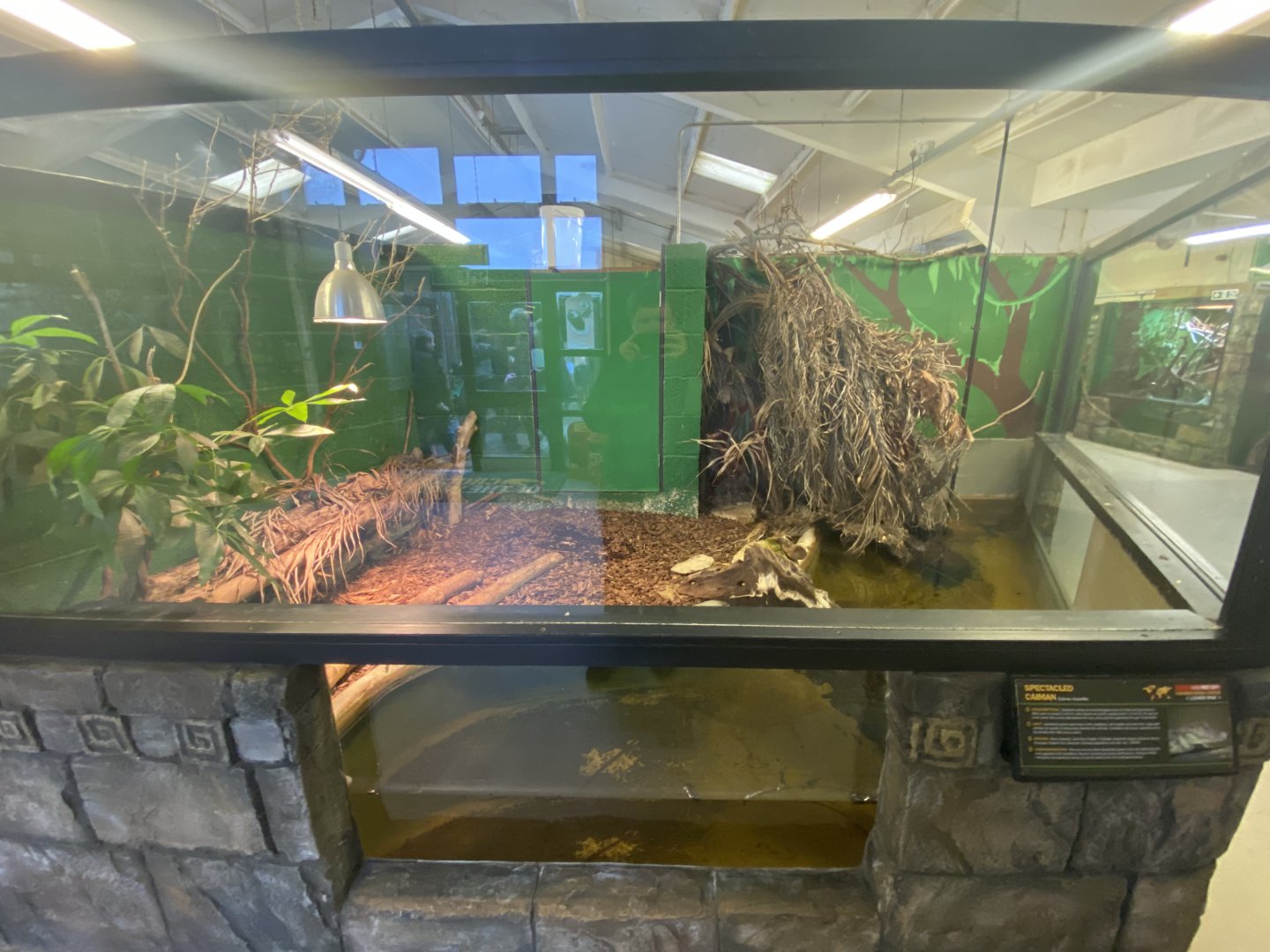 Spectacled caiman enclosure