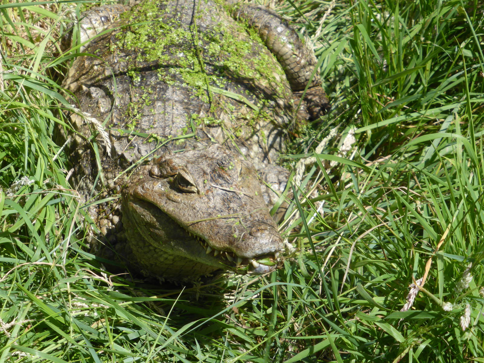 Spectacled caiman enjoying sunshine in outside pen .