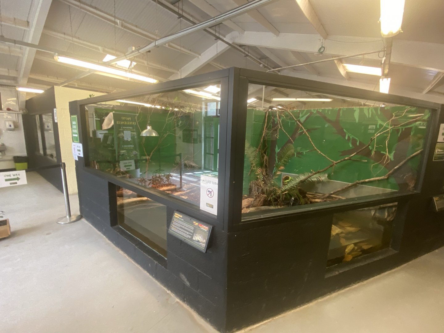 Spectacled caiman exhibit 020821