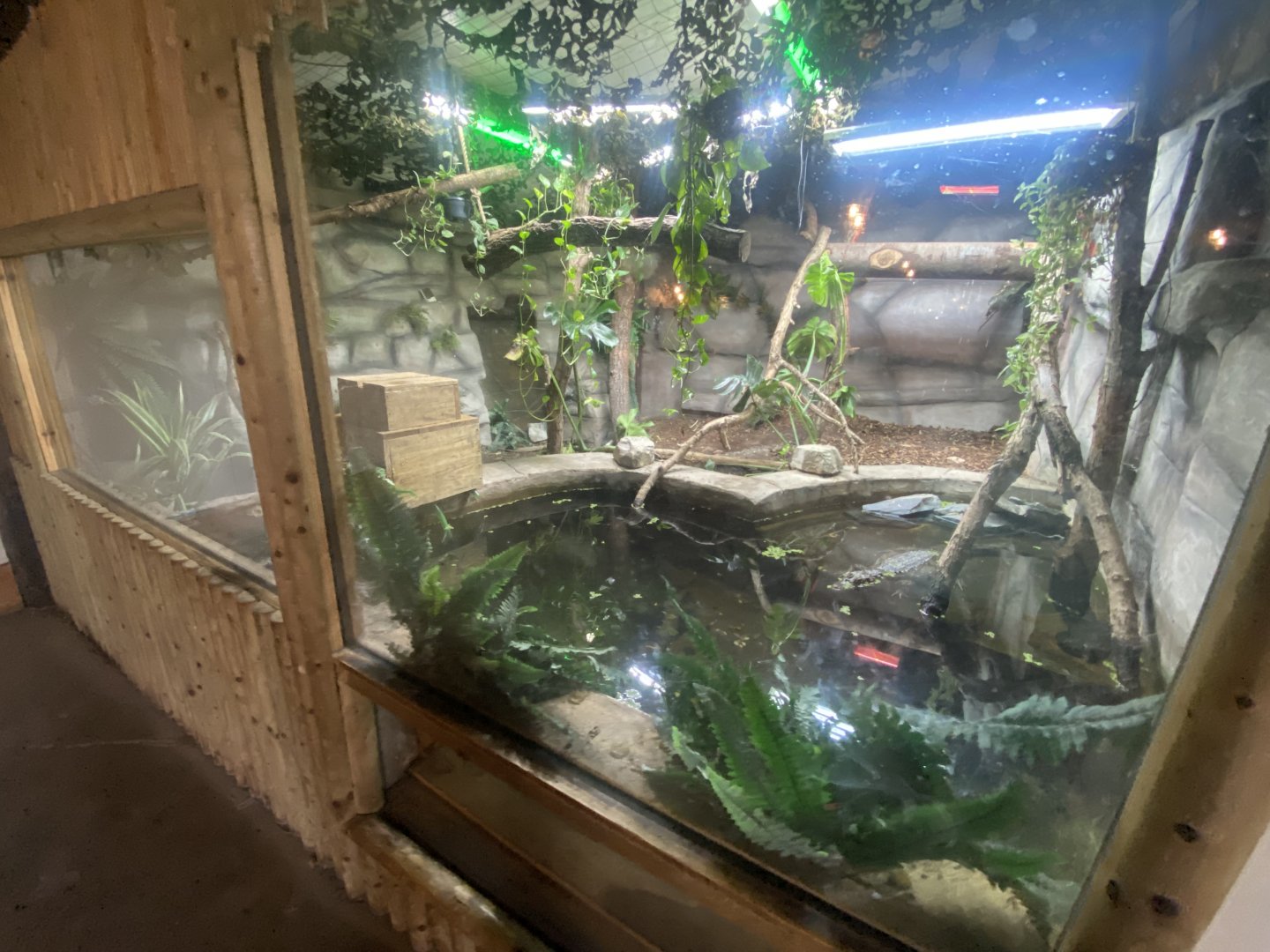 Spectacled caiman exhibit 040824