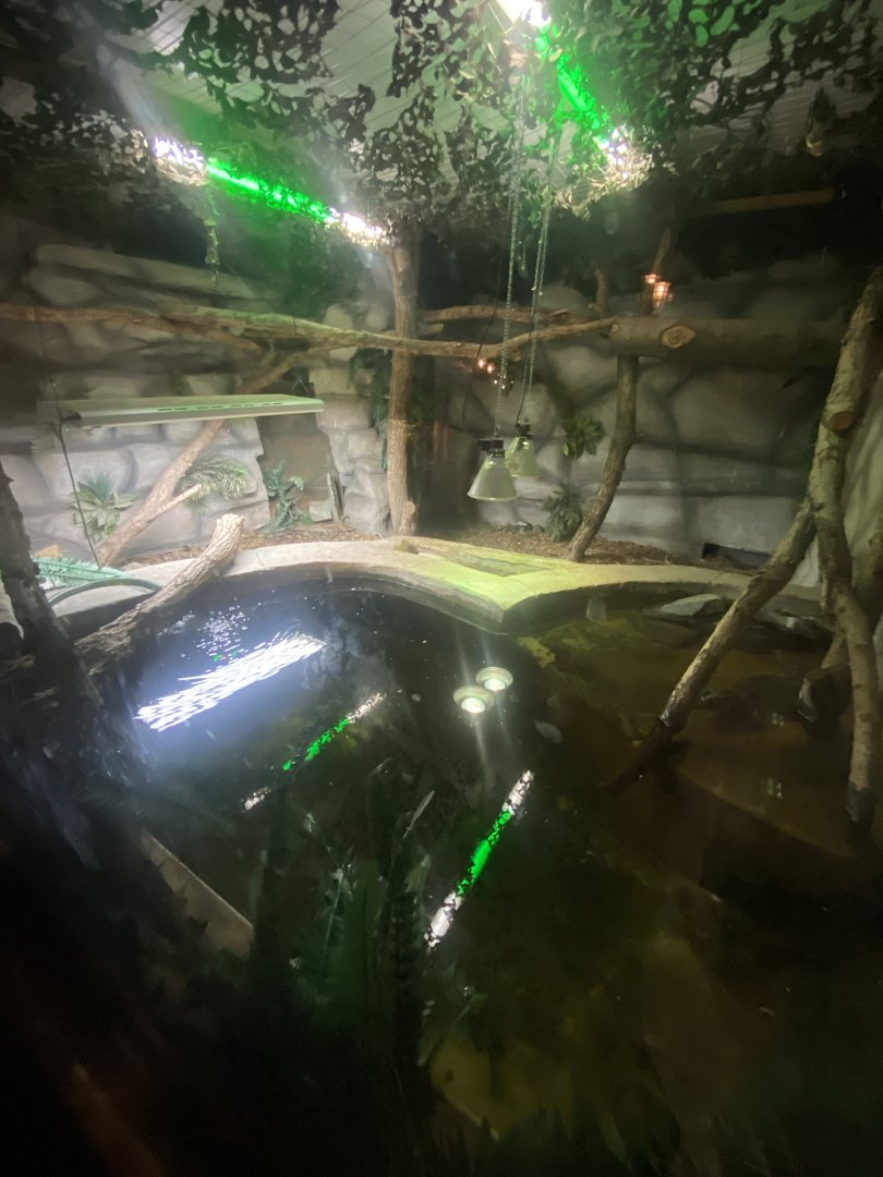 Spectacled caiman exhibit 150723