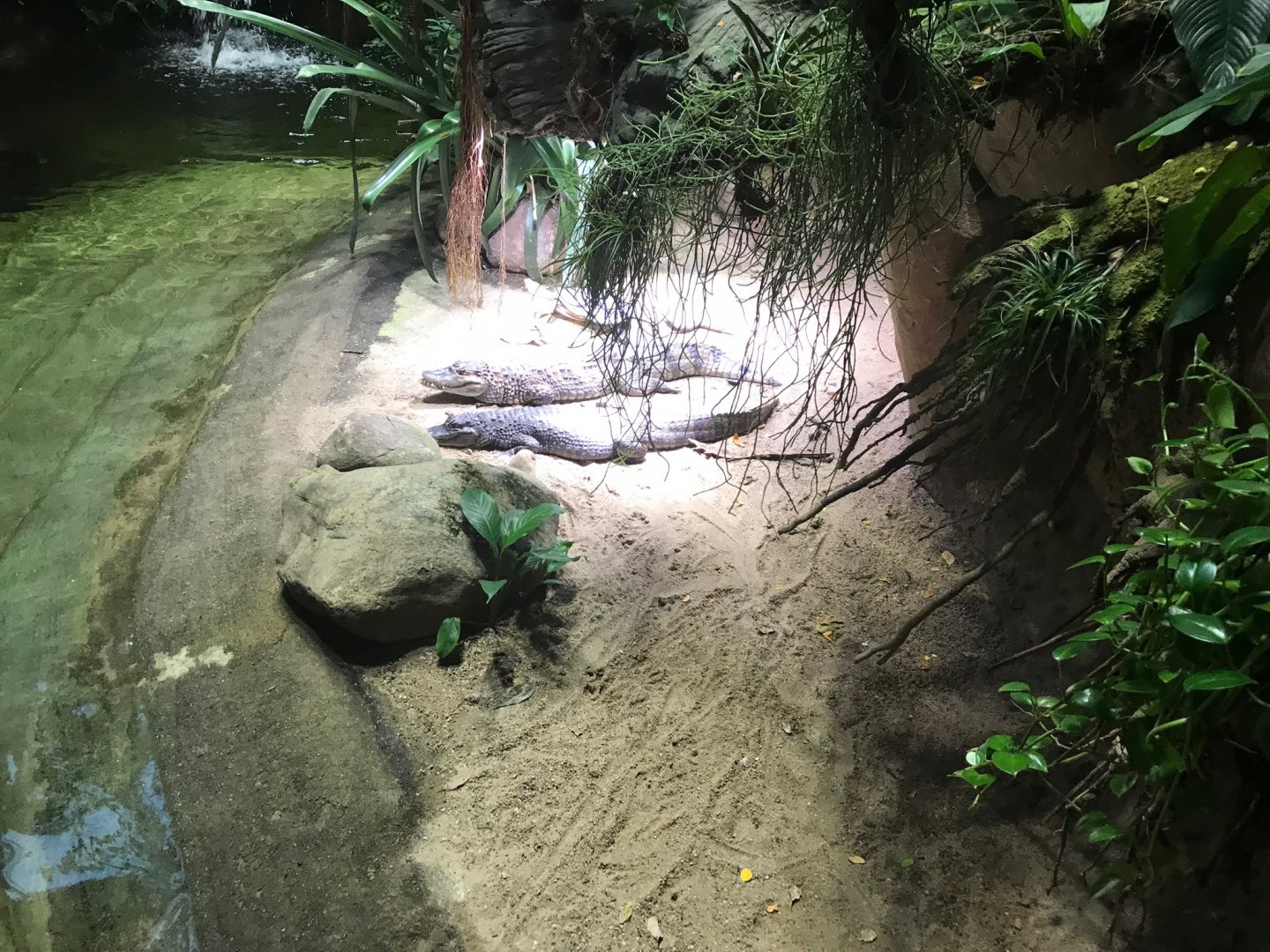 Spectacled caiman exhibit 270118