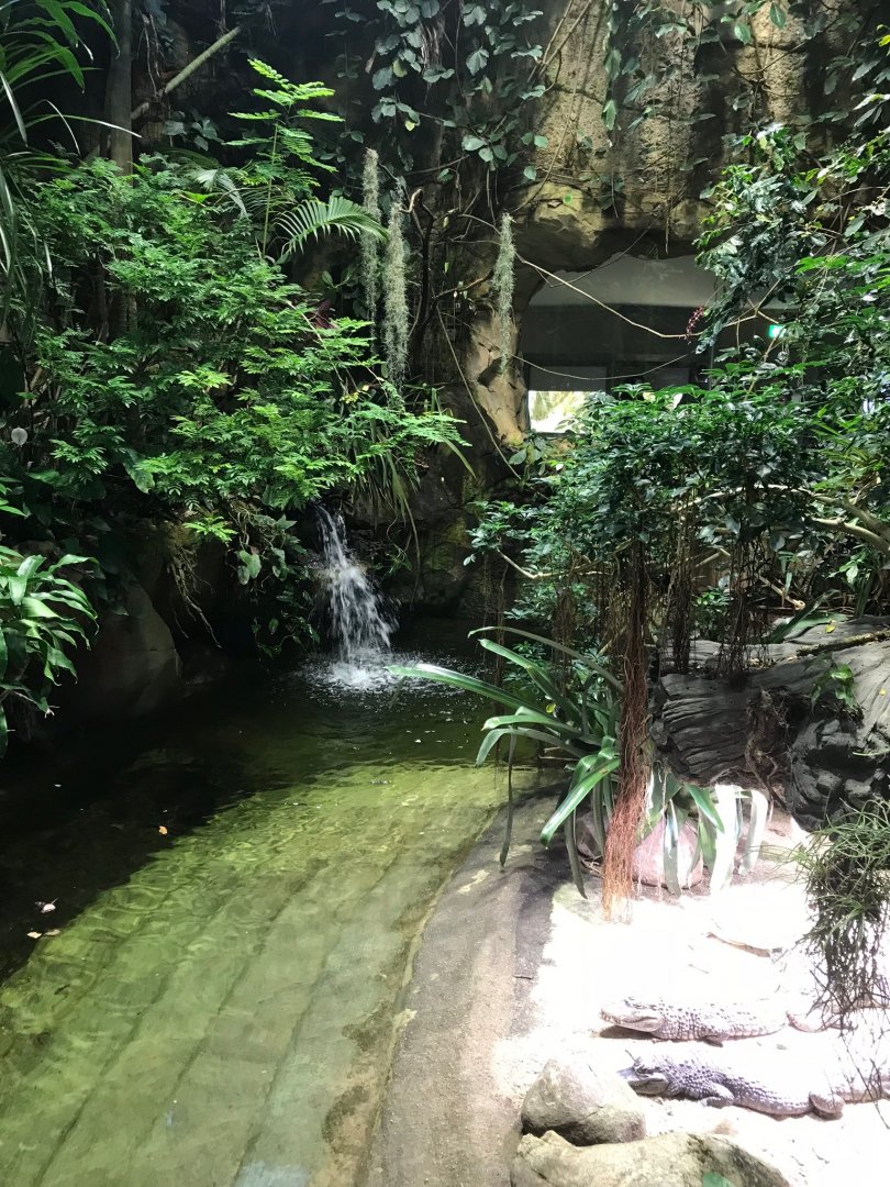 Spectacled caiman exhibit 270118