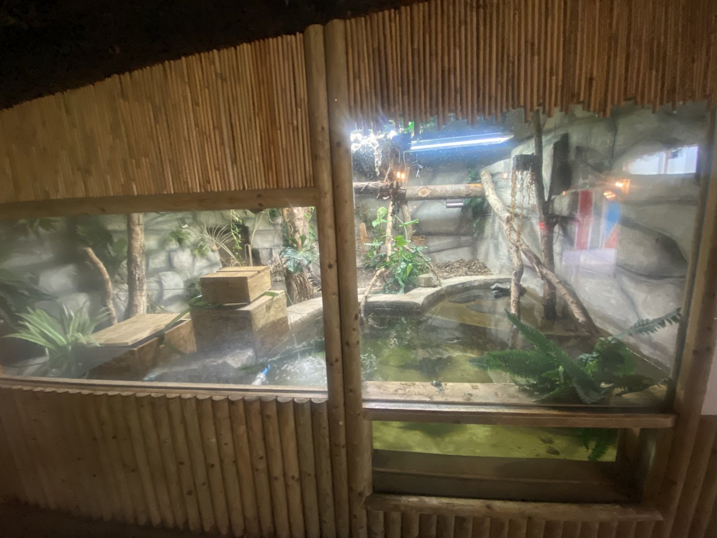 Spectacled caiman exhibit 280425