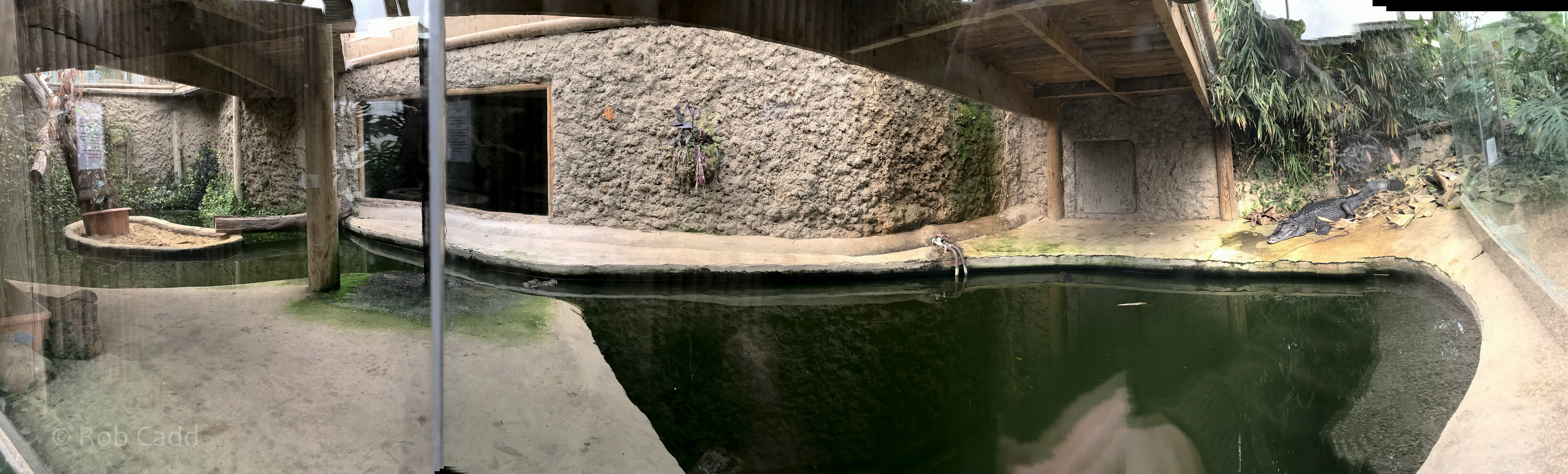 Spectacled caiman (exhibit) : Amazona Zoo : 28 Sep 2017