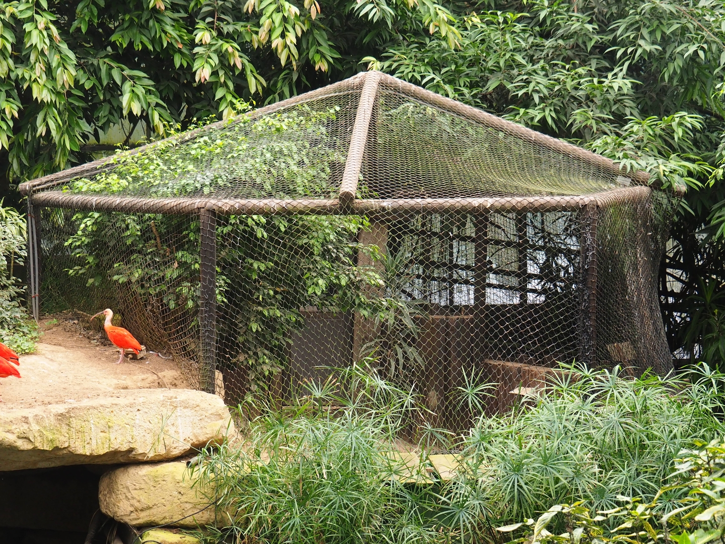 Spectacled caiman exhibit (Aug 28th, 2018)