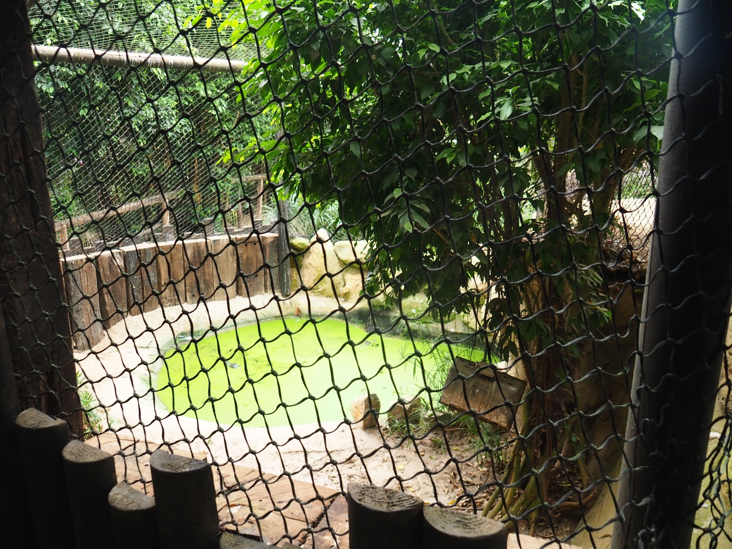 Spectacled caiman exhibit (Aug 28th, 2018)